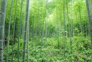 国产绿意盎然在线观看,在线观看生态画卷