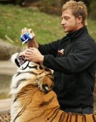 猛虎卖萌视频在线看国产,猛虎卖萌视频，萌态可掬的国风魅力